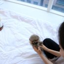 클라라애견 이미지