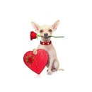 돼지게티 이미지