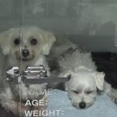 산내동물병원 이미지