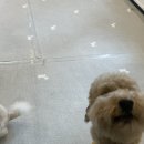 워킹페코 이미지