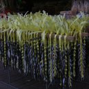 태양엔진 이미지