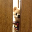 동글동글 이미지