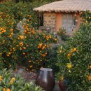 귤림추색 이미지