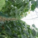 용한농장 이미지