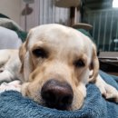 김포 보스독 이미지