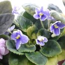 도도버드 이미지