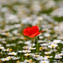 화원동산 주차장 이미지