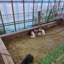 강릉아기동물농장 이미지