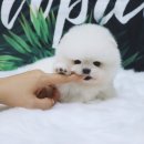 강아지분양 더펫 티스토리