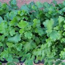 번개농장 이미지