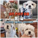 몽숲 | 대전 반려견 미용 관저동 몽숲 말티즈 알머리컷 매우 만족 후기