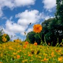 수원올림픽공원 이미지