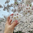 일산로135번길 | 백석 네일 추천 꼼꼼하고 유지력좋은 일산 네일바이무제 봄벚꽃네일