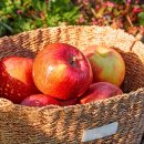 아이엠팜 이미지