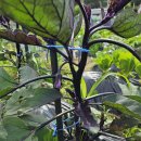 송미농장 이미지