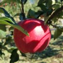 참빛농장 이미지