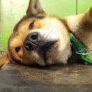 사담:)안녕 이미지