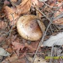 자연산약초마을 이미지