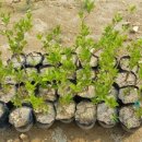 다래농장2 이미지