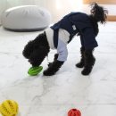 더딸랑 네이버블로그