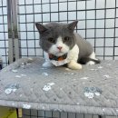 소중하냥 이미지