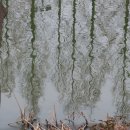 봄, 희망의소리 이미지