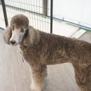 희망종합동물병원 네이버블로그
