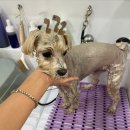 송강동물병원 | 자유로운 우리를 봐, 자유로워