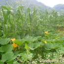 푸른잔디 이미지