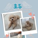 자네와 펫
