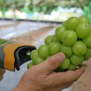 보라농장 이미지