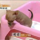 제리