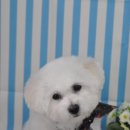 올라펫살롱 이미지