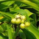 제주 토끼섬 문주란자생지 이미지