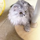 카밍캣 고양이미용 이미지