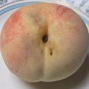 예사향농원 네이버블로그