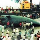 장생포고래고기원조할매집 이미지