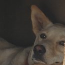 토당로 | 5살 🐶 중형견 자궁축농증 수술 후기