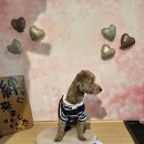 도그런 | [일본] 이즈(伊豆) 도쿄 근교 여행｜이즈 여행 1박 2일｜슈젠지 온천 여행｜애견 동반