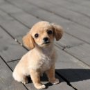 애니멀즈 강아지분양 고양이분양 천안점 이미지