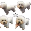 토브네 펫살롱 이미지