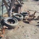 케이비농장 이미지