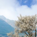 매화공원 이미지