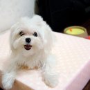살랑살랑 이미지