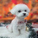 부산애견미용 이미지