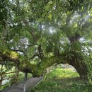 수완동 왕버들 이미지