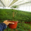 금송농장 이미지