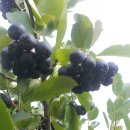 상진농장 이미지