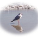 요땡