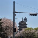 보문정 | 경주 벚꽃 명소 추천 황룡원 보문정 로맨틱 벚꽃 데이트 후기